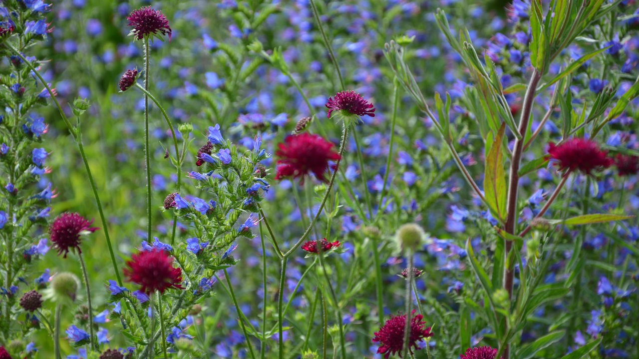 Gartensommer -  Frank Schilter